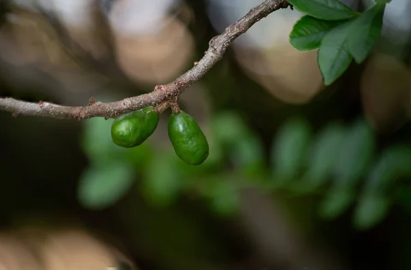 Uma Fruta Siriguela Crescer Árvore Spondias Purpurea Frutas Comumente Conhecido — Fotografia de Stock
