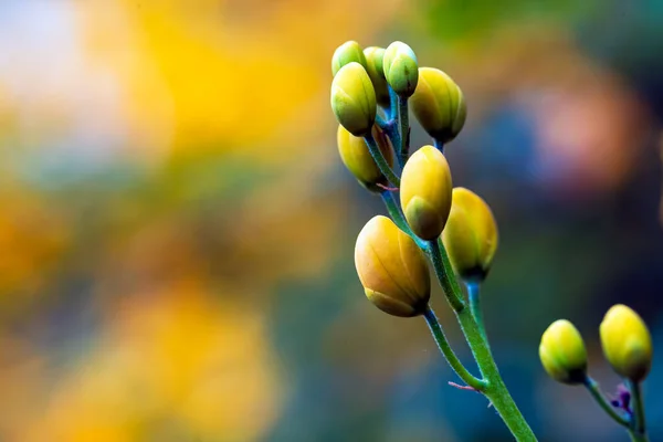 Une Nouvelle Fleur Trompette Dorée Qui Fleurit Espèce Handroanthus Albus — Photo