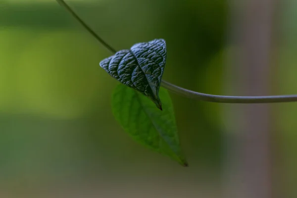 Ett Läskigt Vinblad Som Svajar Vinden Ett Hjärtformat Blad Krypande — Stockfoto