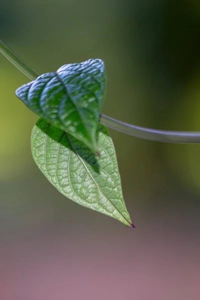 Creeper Vine Leaf Swaying Wind Heart Shaped Leaves Creeper Vine — Stock Photo, Image