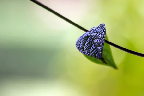 Ett Läskigt Vinblad Som Svajar Vinden Ett Hjärtformat Blad Krypande — Stockfoto