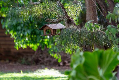 İlkbaharda ağaçta bir kuş evi. Kuş eviyle guava ağacının bir dalı. Hayvan hayatına saygı. Doğal hayat. Yaşam tarzı. Kuş gözlemciliği. Altın saat.