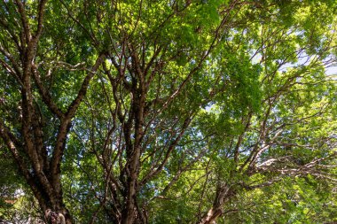 Dev bir jaboticaba ağacı. Yüzüncü yıl ağacı. Jabuticaba, Brezilya 'nın yerli üzüm ağacı. Tür Plinia cauliflora.