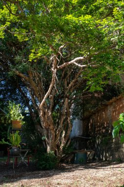 Dev bir jaboticaba ağacı. Yüzüncü yıl ağacı. Jabuticaba, Brezilya 'nın yerli üzüm ağacı. Tür Plinia cauliflora.