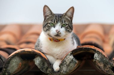 Yeşil gözlü ve sarı yakalı tekir bir erkek kedi çatıdaki caddenin hareketini izliyor. Hayvanlar Dünyası. Hayvan sever. Hayvan sever. Kedi sever. Amerikan Tel Saçları