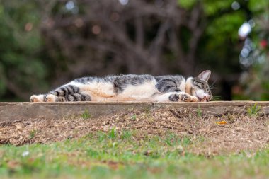 Kaldırımda kestirip duran tembel bir kedi. Hayvanlar Dünyası. Hayvan sever. Hayvan sever. Hayvan savunucusu. Kedi sever. Amerikan teli..