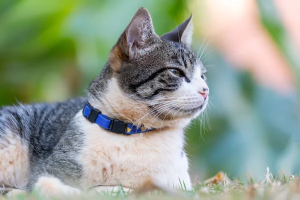 Gato Macho Tabby Com Olhos Verdes Colarinho Azul Deitado Entre — Fotografia de Stock