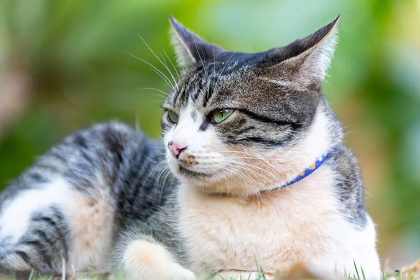 长着绿眼睛和蓝领子的胖胖的雄性猫喜欢花园里的落日 动物世界宠物情人 动物卫士爱猫的人美国线发 — 图库照片