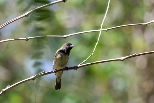 Mâle Seedeater Ventre Jaune Également Connu Sous Nom Baiano Perché — Photo