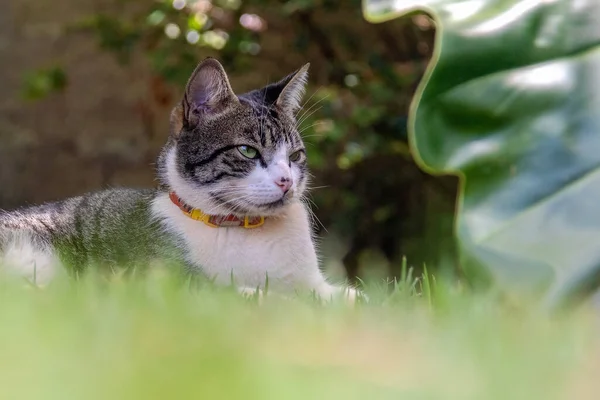 一只优雅的胖胖的猫藏在花园里的植物中 动物世界宠物情人 爱猫的人美国线发 — 图库照片