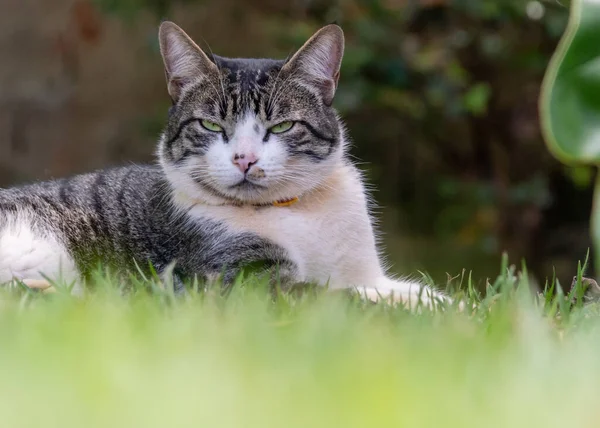 庭の芝生の上には 緑の目をしたタビーのオス猫が横たわっていた 動物界 ペット好き 猫好き アメリカンワイヤーヘア — ストック写真