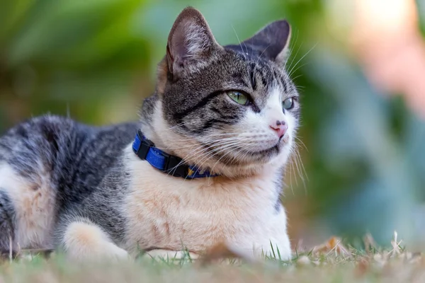 黄昏时分 一只长着绿眼睛的胖胖的雄性猫躺在草地上 动物世界蓝领子宠物情人 爱猫的人美式长发 — 图库照片