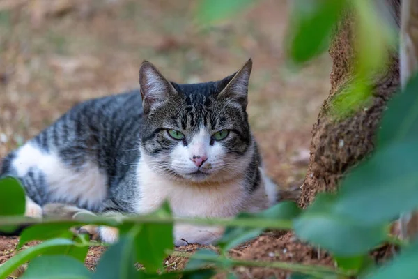 Een Taaie Mannelijke Kat Met Groene Ogen Een Gele Kraag — Stockfoto