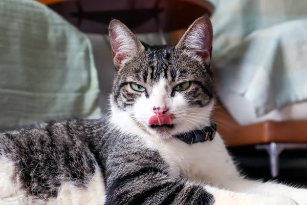 Gato Macho Tabby Mostrando Sua Língua Amante Animais Vida Animal — Fotografia de Stock