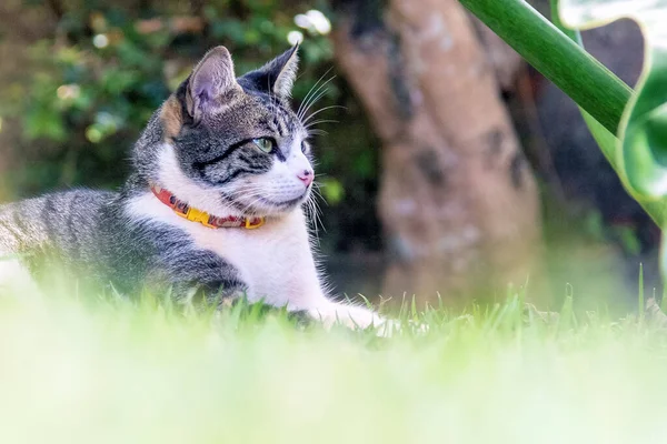Evin Bahçesindeki Çimlerin Üzerinde Yatan Erkek Bir Tekir Kedi Hayvanlar — Stok fotoğraf
