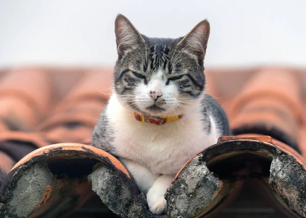 A male cat with a yellow and red collar taking a nap off the roof. Animal world. Pet lover. Animal lover. Cat. lover. American wirehair