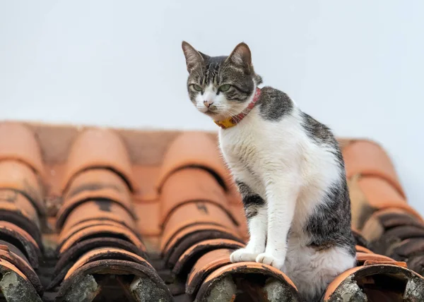 Kočka Pozorující Nebezpečí Střeše Svět Zvířat Milovník Zvířat Milovník Zvířat — Stock fotografie