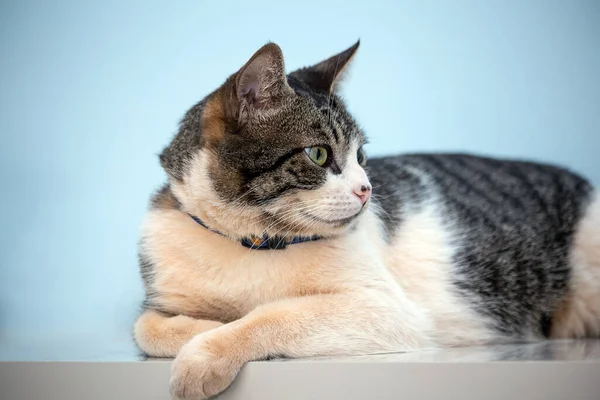 Masada Yatan Yeşil Gözlü Güzel Bir Tekir Kedi Hayvanlar Dünyası — Stok fotoğraf