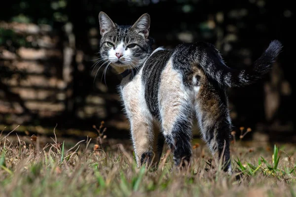 一只长着绿眼睛和蓝领子的漂亮的胖胖的猫在花园里散步 动物世界宠物情人 动物卫士爱猫的人美国线发 — 图库照片