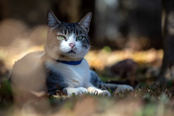 Een Prachtige Tabby Kat Met Groene Ogen Blauwe Kraag Verborgen — Stockfoto