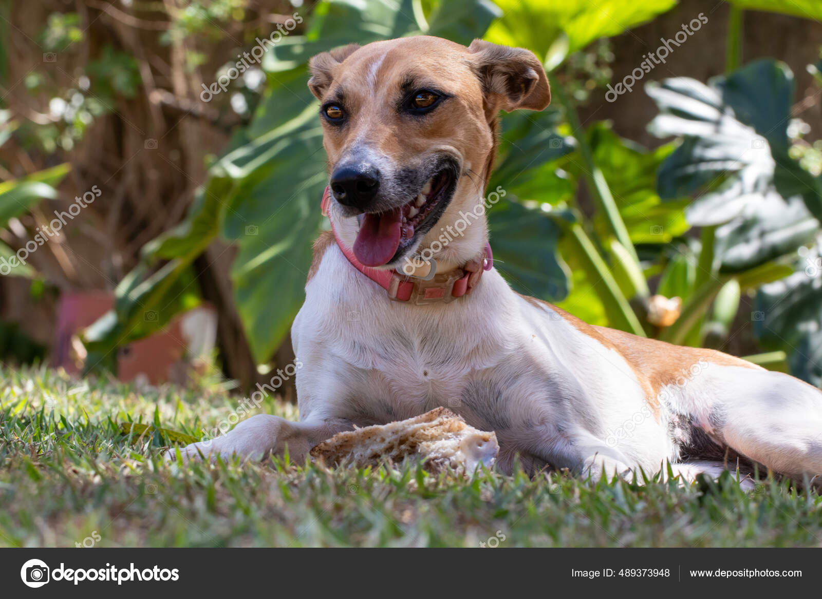 Spotted Mutt Female Mutt White Brown Spotted Female Dog Happy Her