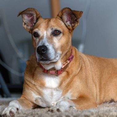 Masanın altındaki yaşlı dişi köpeğin dikkatli bakışları. Hayvanlar Dünyası. Hayvan sever. Hayvan savunucusu. Köpek sever..