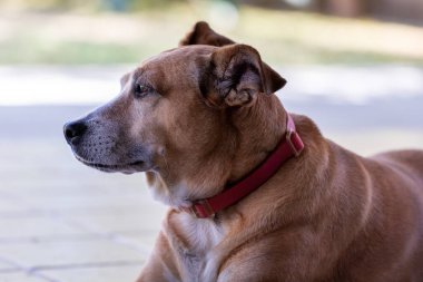 Yaşlı dişi köpeğin yorgun bakışı. Hayvanlar Dünyası. Hayvan sever. Hayvan savunucusu. Köpek sever..