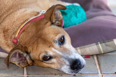 Yatağında yatan kıdemli köpeğin üzüntüsü. Hayvanlar Dünyası. Hayvan sever. Hayvan avukatıyım. Köpek sever..