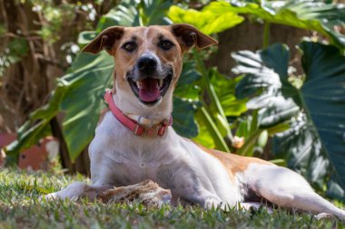 Beyaz ve kahverengi benekli dişi bir köpek kemiğinden memnun. Hayvanlar Dünyası. Hayvan sever. Hayvan savunucusu. Köpek sever..