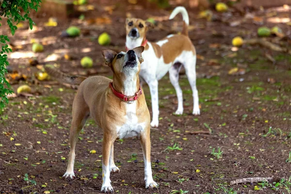 庭で遊んでいる二匹の白と茶色の斑点のある女性の犬 動物界 ペット好き 動物が守る 犬好き — ストック写真