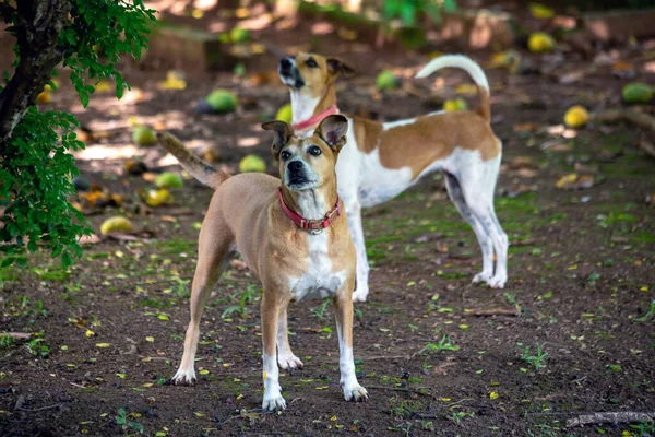 庭で遊んでいる二匹の白と茶色の斑点のある女性の犬 動物界 ペット好き 動物が守る 犬好き — ストック写真