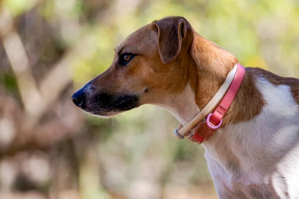 公園を歩いて ピンクの襟付きの斑点のある白と茶色の女性の犬の肖像画 動物界 ペット好き 動物好き 犬好き — ストック写真