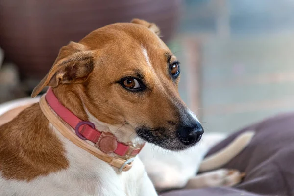 白と茶色の斑点のある女性の犬の肖像画 茶色の目とピンクの襟 動物界 ペット好き 動物が守る 犬好き — ストック写真
