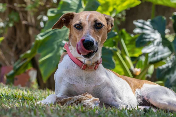 骨をえぐり出すと 白と茶色の斑点のある女性の犬が舌を出していた 動物界 ペット好き 動物が守る 犬の恋人 — ストック写真