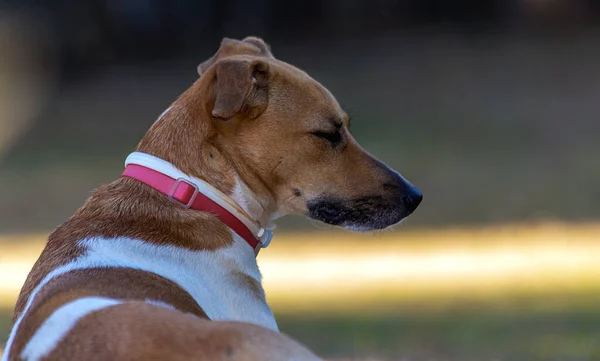 白と茶色の斑点のある女性の犬が庭で寝ていた ピンクの襟 動物界 ペット好き 犬好き 動物防衛 — ストック写真