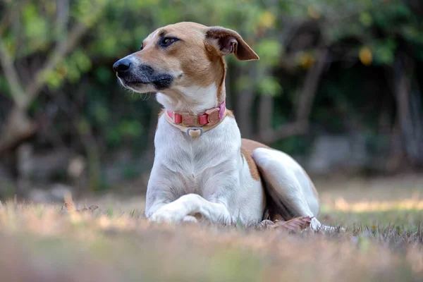 白くて茶色の斑点のある女性の犬が日没時に公園の芝生の上で休んでいる 茶色の目とピンクの襟 動物界 ペット好き 動物が守る 犬好き — ストック写真