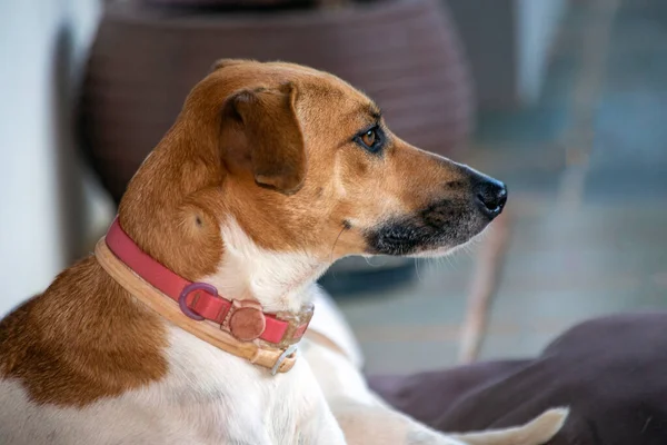 白と茶色の斑点のある女性の犬が家のポーチに横たわっていた 茶色の目とピンクの襟 動物界 ペット好き 動物が守る 犬好き — ストック写真