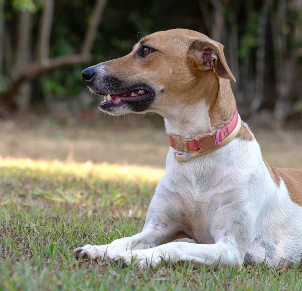 庭の芝生の上には白と茶色の斑点のある女性の犬が横たわっていた 茶色の目とピンクの襟 動物界 ペット好き 動物が守る 犬好き — ストック写真