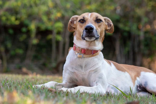 公園で夕日を楽しむ白と茶色の斑点のある女性の犬 茶色の目とピンクの襟 動物界 ペット好き 動物が守る 犬好き — ストック写真