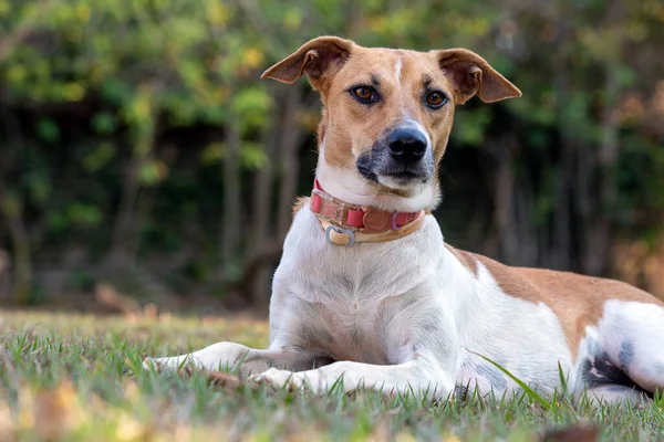 白くて茶色の斑点のある女性の犬が夕暮れ時に公園の芝生の上で静かに休んでいる 茶色の目とピンクの襟 動物界 ペット好き 動物が守る 犬好き — ストック写真