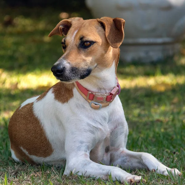 白と茶色の斑点のある女性の犬が庭の動きに注意を払った ピンクの襟 動物界 ペット好き 犬好き 動物防衛 — ストック写真