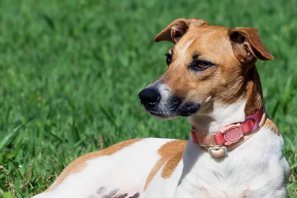 強い太陽の下で庭の芝生の上にピンクの襟を持つ女性の犬 暑い日だ 動物好き ペット好き 犬好き — ストック写真