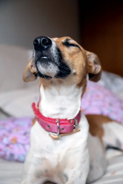 A female dog with a pink collar lazily wakes up after a nap in her owners bed. Animal life Pet Lover. Dog lover.
