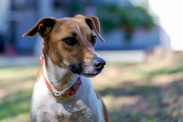 家の庭を歩いている美しい白と茶色の斑点のある女性の犬 茶色の目 ピンクの襟 動物界 ペット好き 犬好き 動物防衛 — ストック写真