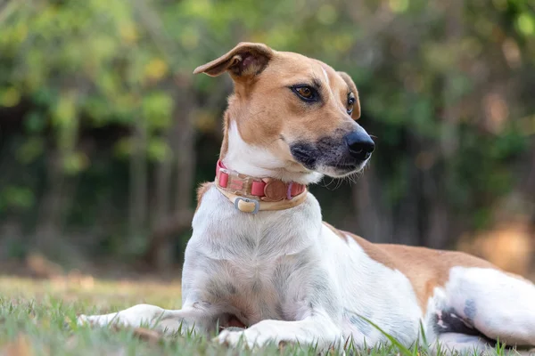 公園の芝生の上で夕暮れ時に静かに休んでいる美しい白と茶色の斑点のある女性の犬 茶色の目とピンクの襟 動物界 ペット好き 動物が守る 犬好き — ストック写真