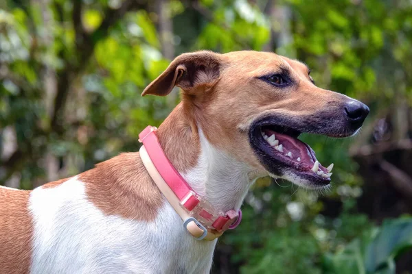 ピンクの襟を着た美しい斑点のある口を持つ女性の犬は 都市の森の中に散歩します 暑い日だ 動物好き ペット好き 犬好き — ストック写真