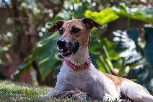 美しい茶色と白の斑点のある女性の犬が彼女の骨の横の芝生の上に横たわっていた 動物界 ペット好き 動物が守る 犬好き — ストック写真