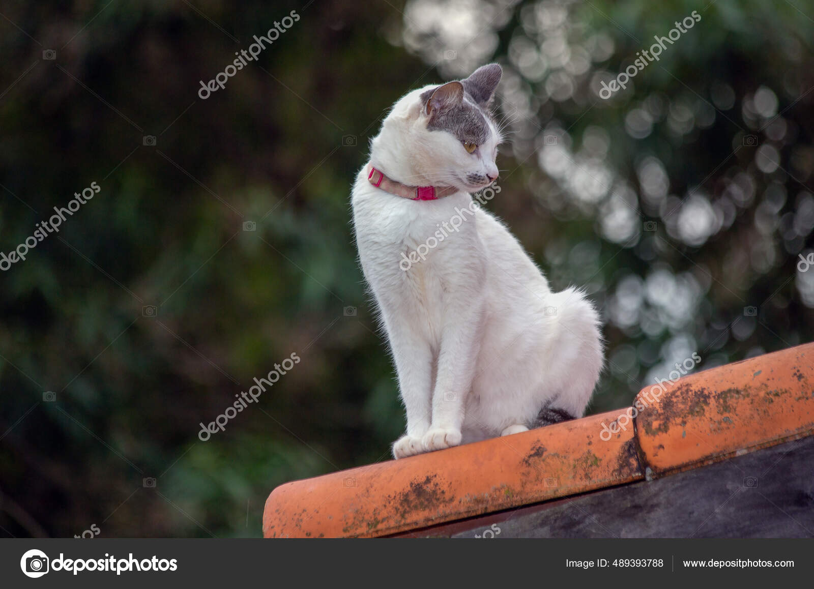 Fotos de O mundo de gatos, Imagens de O mundo de gatos sem royalties