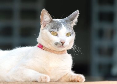 Evin önünde duran sarı gözlü ve pembe yakalı güzel beyaz bir dişi kedi. Hayvanlar Dünyası. Hayvan sever. Kedi sever. Hayvan savunucusu..