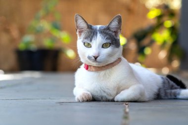 Evin verandasında yatan gri kulaklı güzel beyaz bir dişi kedi. Hayvanlar Dünyası. Hayvan sever. Hayvan savunucusu. Kedi Aşığı.